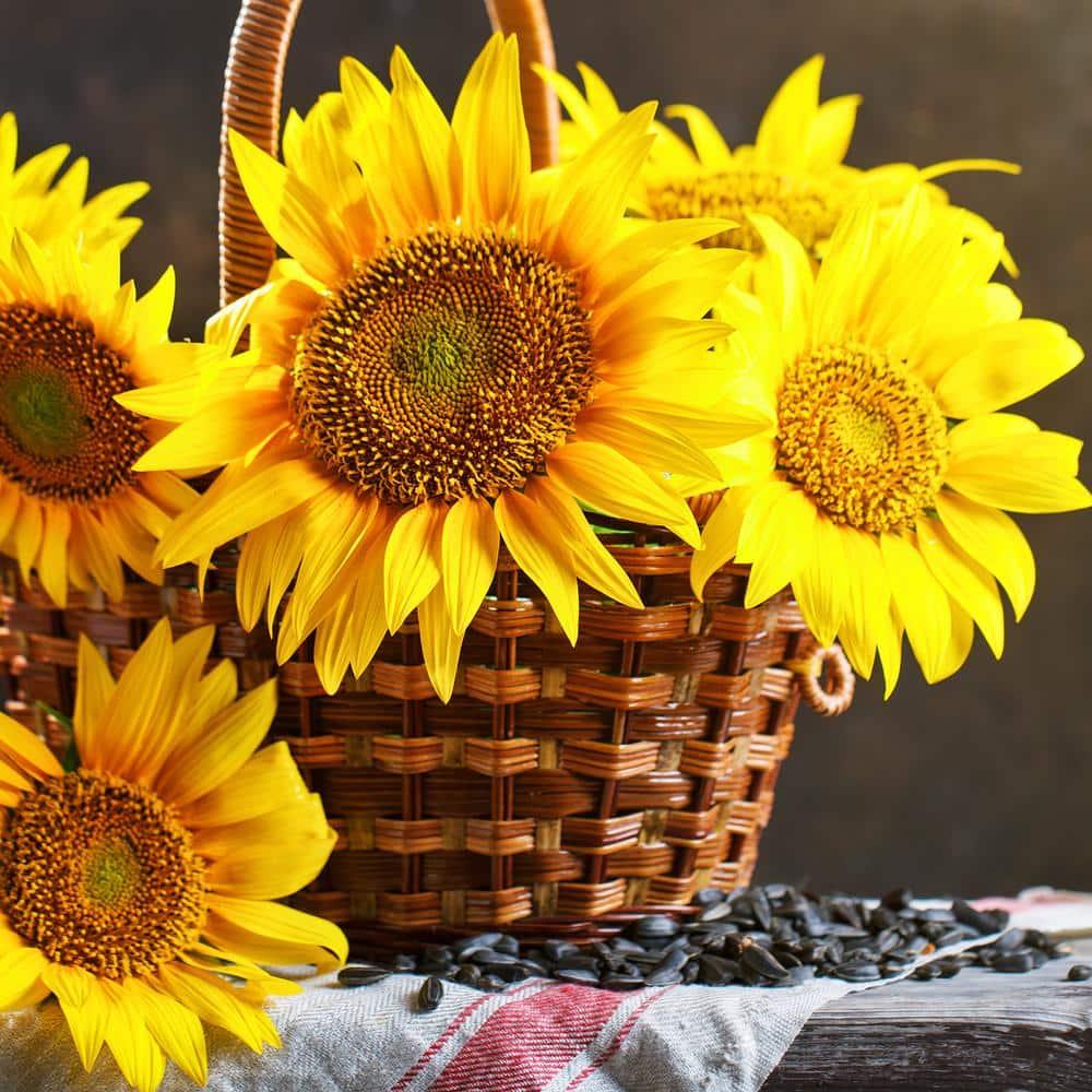 Back to the Roots Organic Sunflower 'Lemon Queen', 1 Seed packet