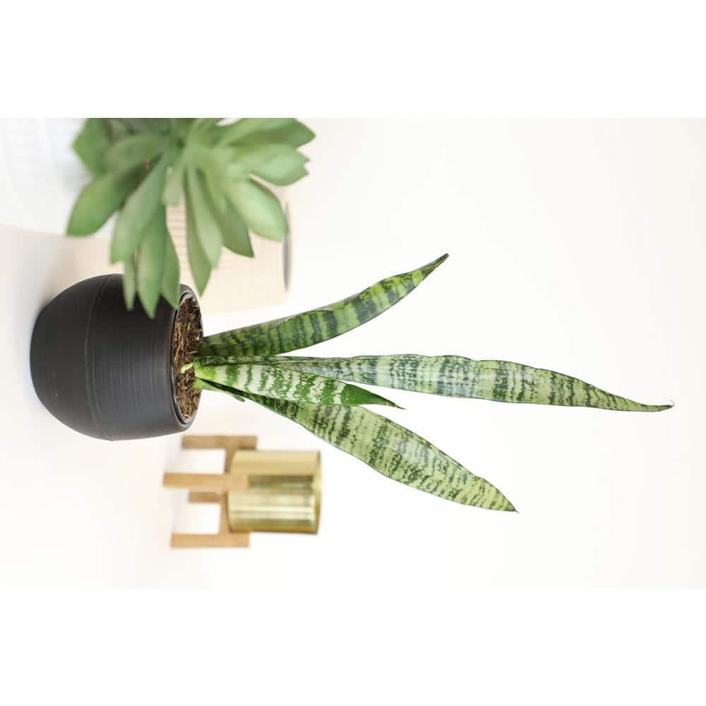 Striped and Variegated Live Snake Plant (Sansevieria Laurentii) Air Purifying Houseplant in 4.25 in. Grower Pot