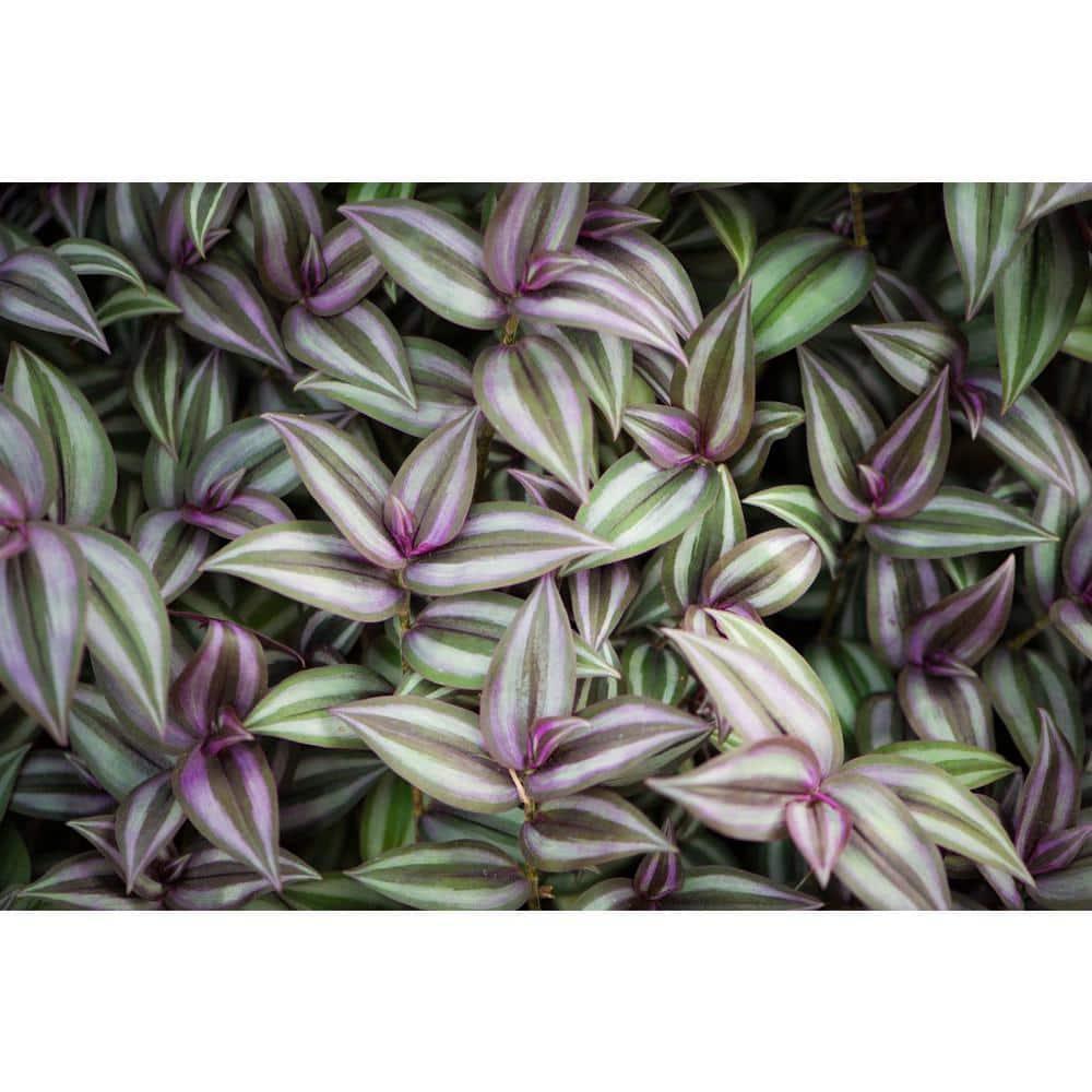 Wandering Jew Plant Hanging Basket - Live Plant in a 4 Inch Hanging Pot - Tradescantia - Beautiful Clean Air Indoor Outdoor Vine