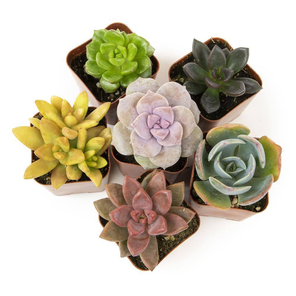 Altman Specialty Plants Live Succulent Plant in Nursery Pot