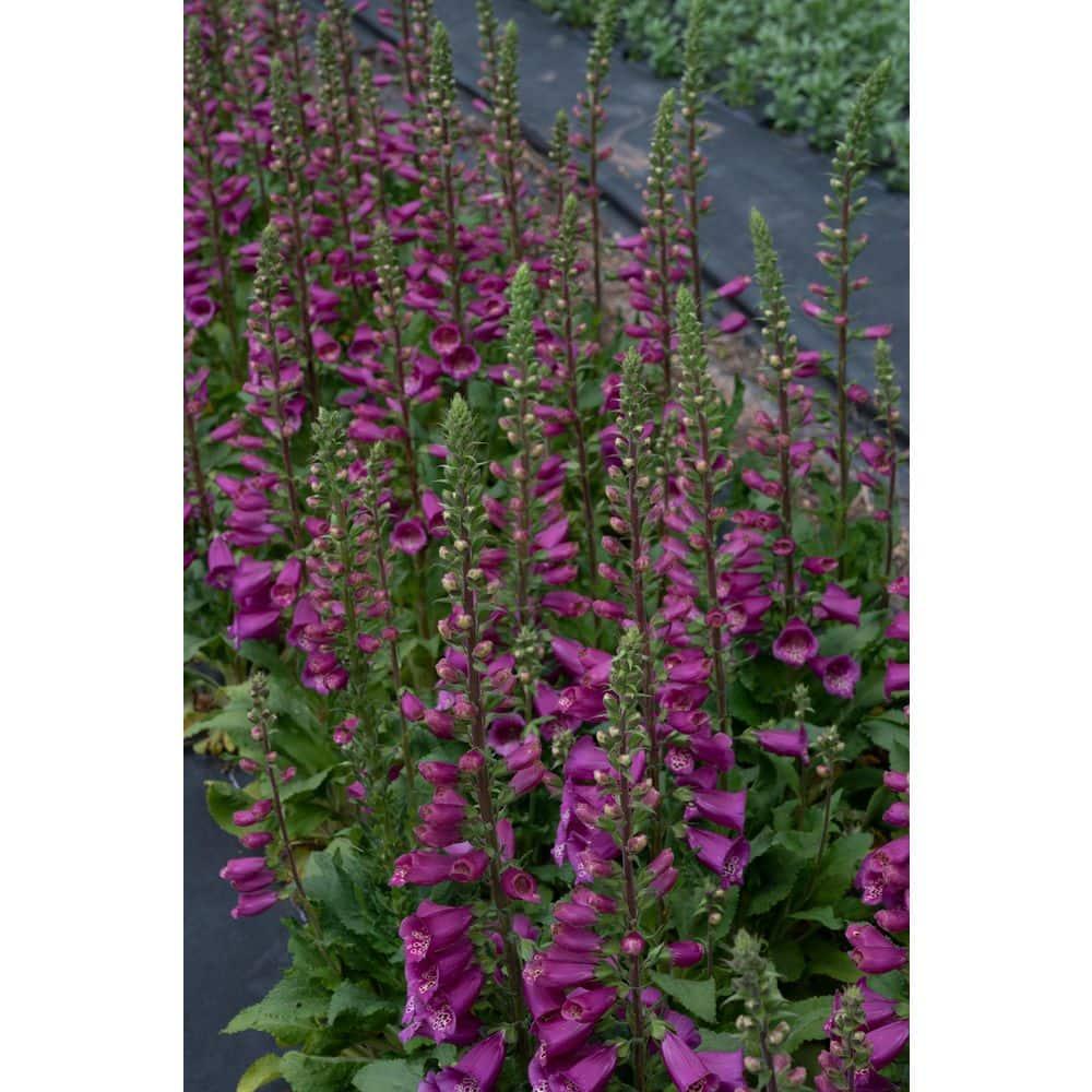 Camelot Rose Foxglove Dormant Bare Root Flowering Perennial Starter Plant, One Plant per Offer