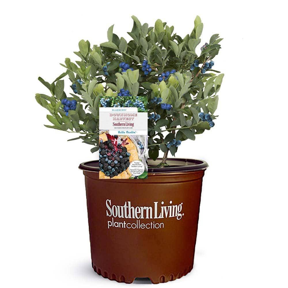Southern Living Arbusto Vivo Hello Darlin de Arándanos en Maceta de Cultivo de 2 Galones