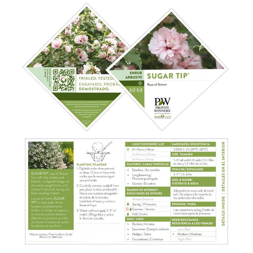 2 Gallon Proven Winners Hibiscus Sugar Tip Shrub