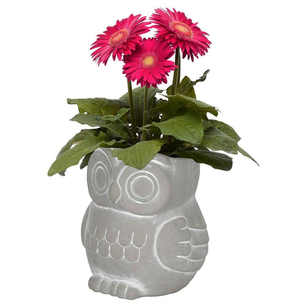 Classic Home and Garden Cement Buddies Indoor/Outdoor Planter with Drainage Hole, Owl, Gray, Small, 4.5in