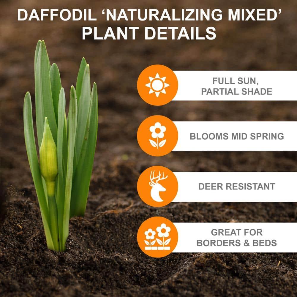 Garden State Bulb Naturalizing Mixed Daffodil Flower Bulbs, 12/14cm (Bag of 25)
