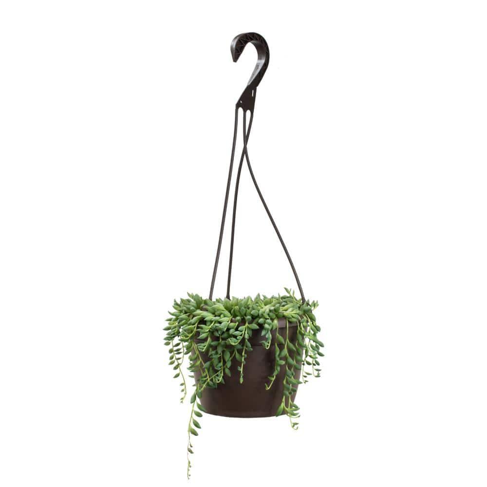 Altman Plants String of Raindrops Succulent (Senecio) 6" Easy Live Plant Hanging Basket