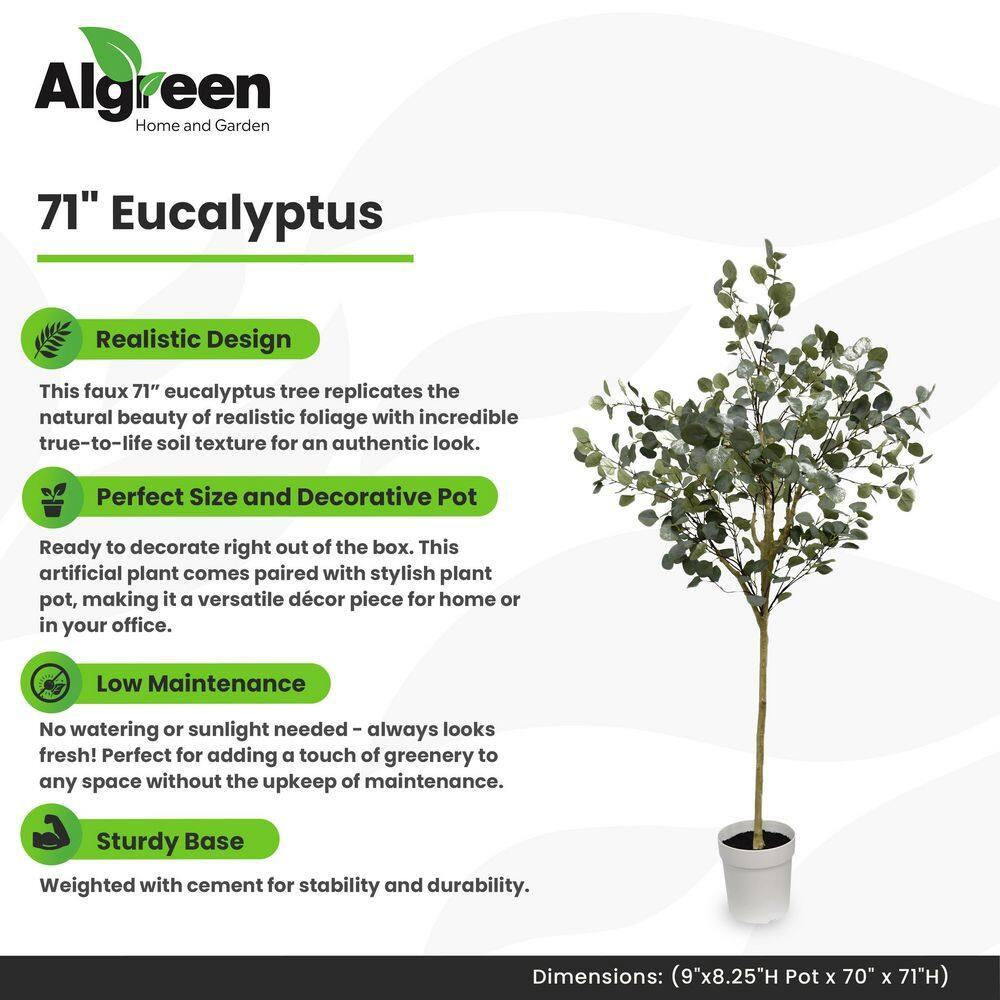 Algreen Eucalyptus Tree