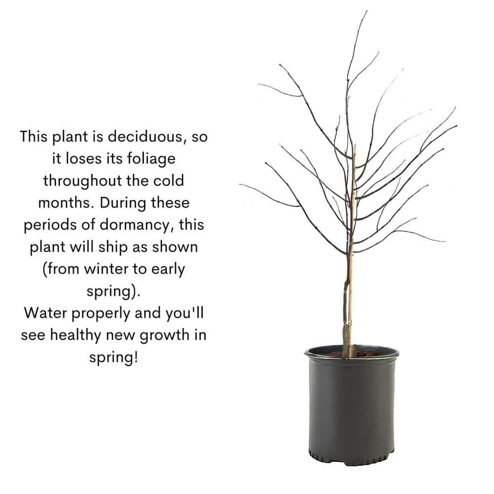 Expert Gardener 3 Gallon Bloodgood Japanese Maple