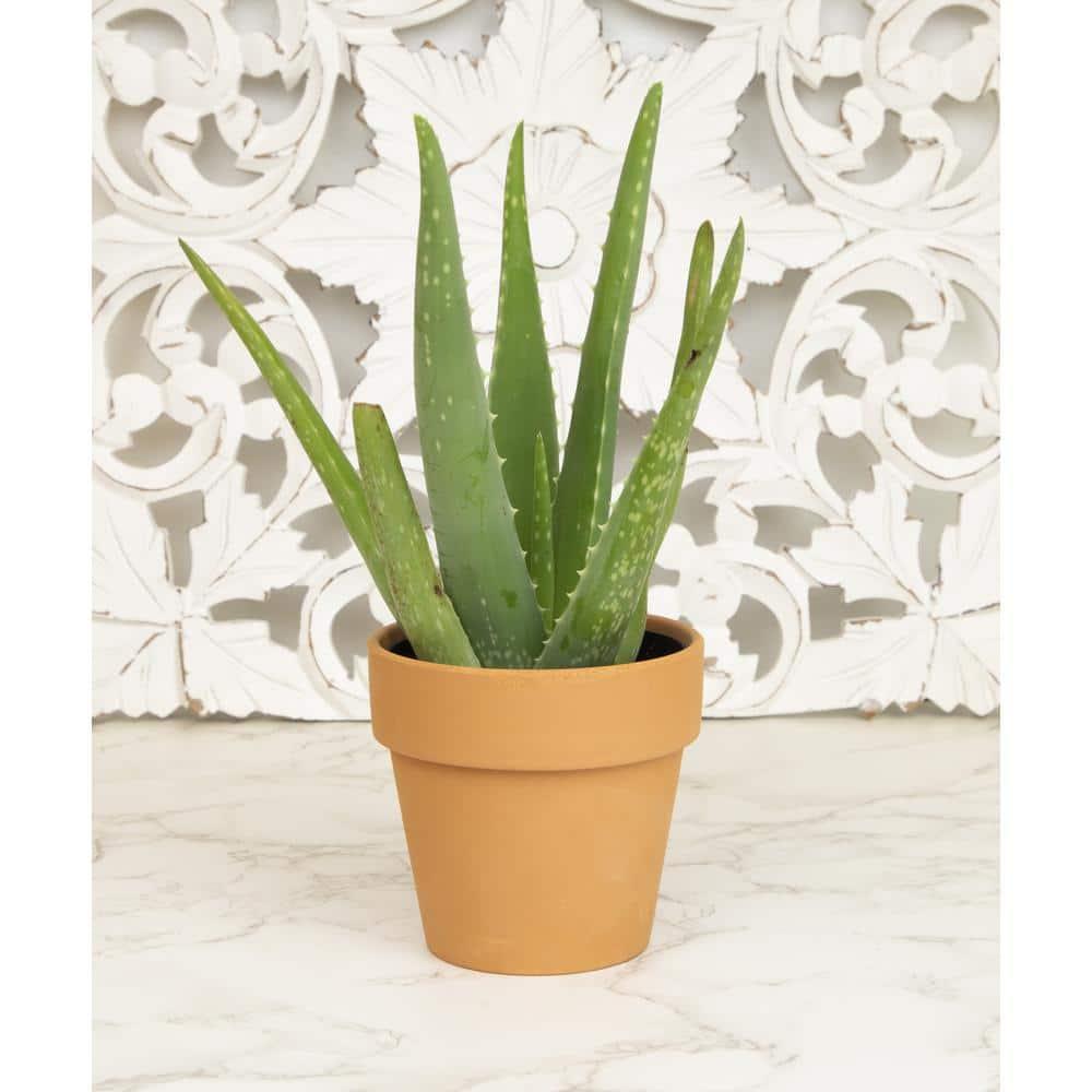 Element by Altman Plants Aloe Vera Succulent 3PK - Live House Plants - 3.5 in Grower Pot