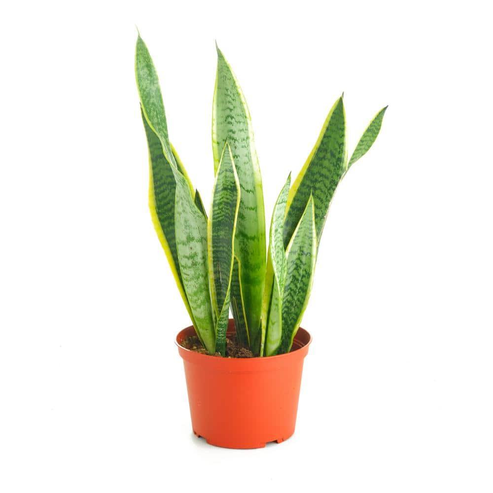 Large Green and Yellow Snake Plant in Brown Grower Pot