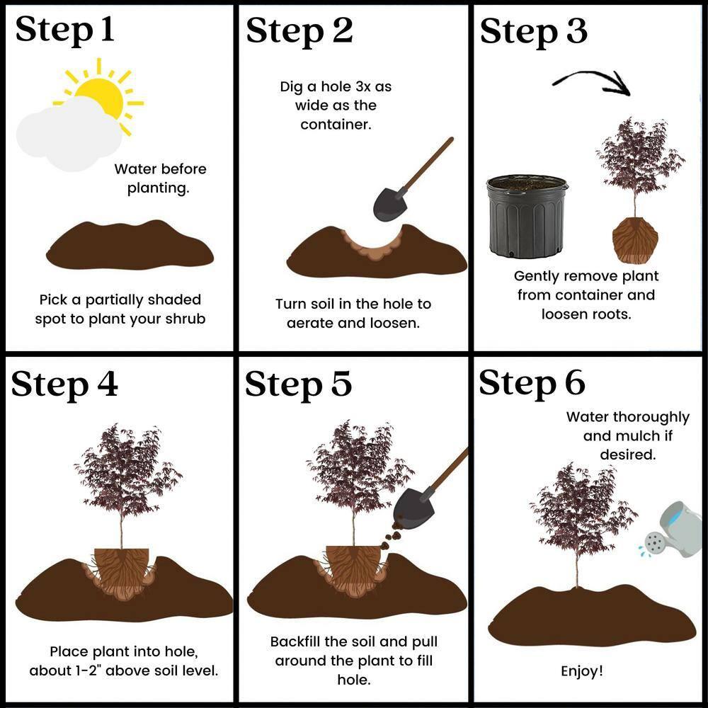 Expert Gardener 3 Gallon Bloodgood Japanese Maple