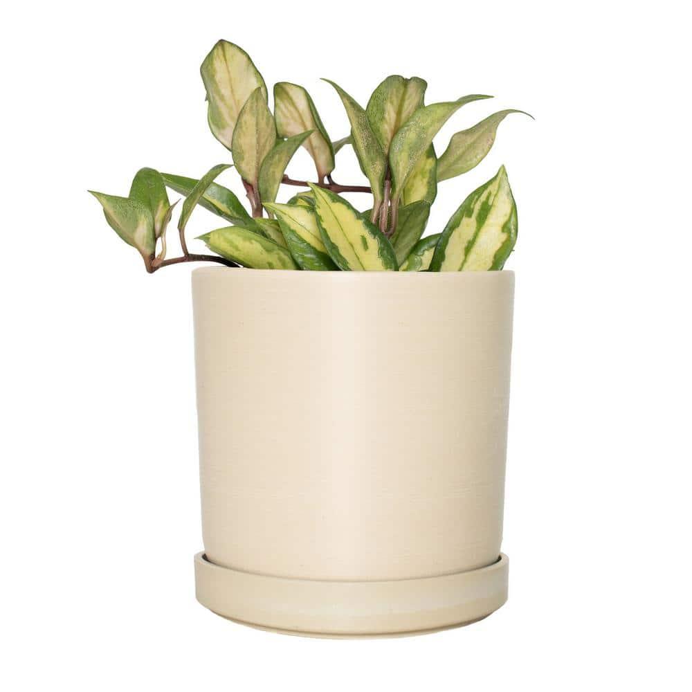 Cream Ceramic 10" Indoor Hoya Carnosa Planter