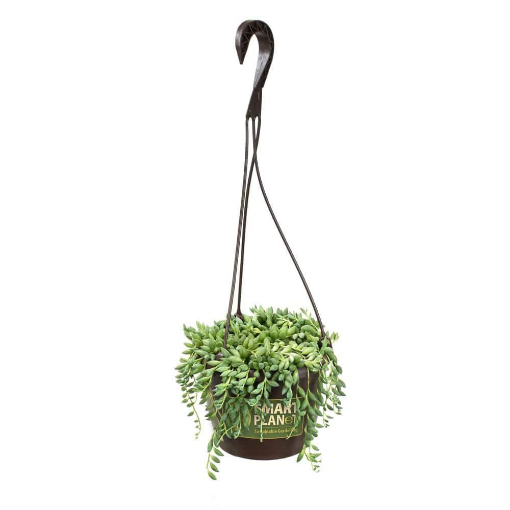 Altman Plants String of Raindrops Succulent (Senecio) 6" Easy Live Plant Hanging Basket