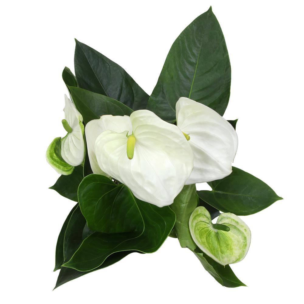Altman Plants White Anthurium, 14-18" Tall Flamingo Flower, Air Purifying Easy Houseplant