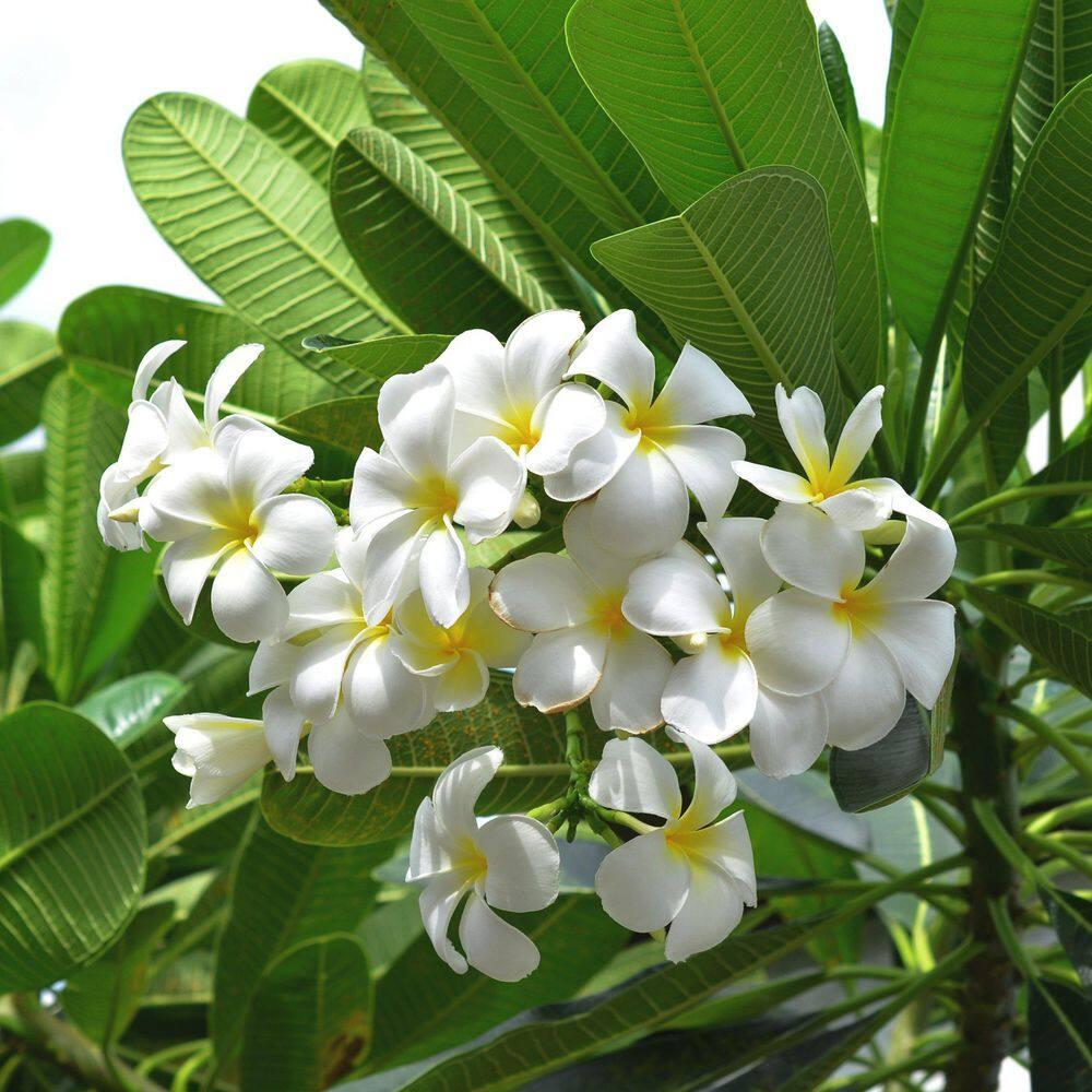 Hawaiian White Plumeria Plant Cutting ~ Grow Hawaii