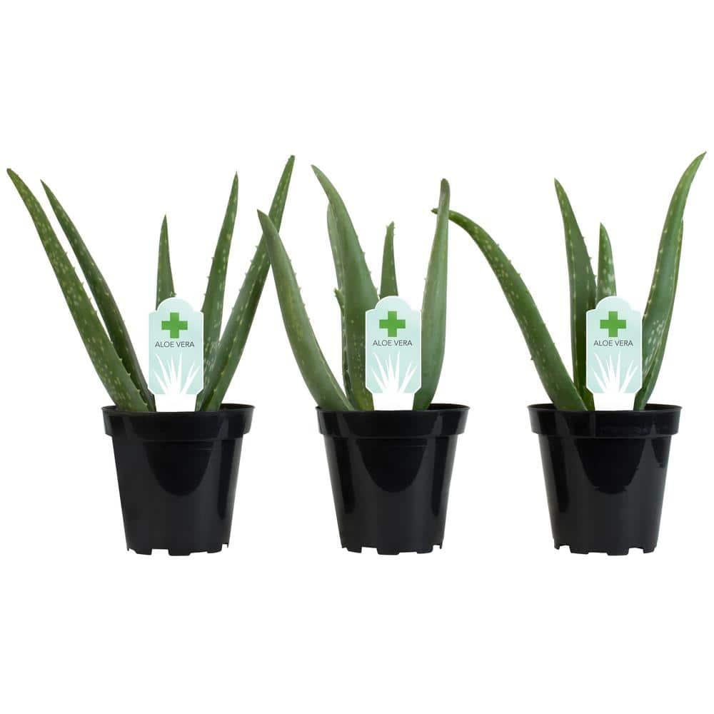 Element by Altman Plants Aloe Vera Succulent 3PK - Live House Plants - 3.5 in Grower Pot