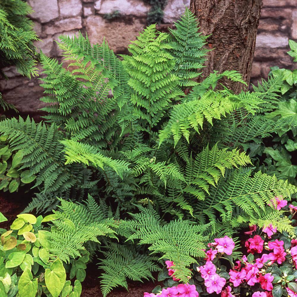 Christmas Fern Dormant Bare Root Perennial Roots (5-Pack)