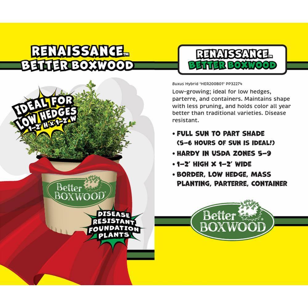 Better Boxwood Renaissance Live Shrub (1 Gallon)