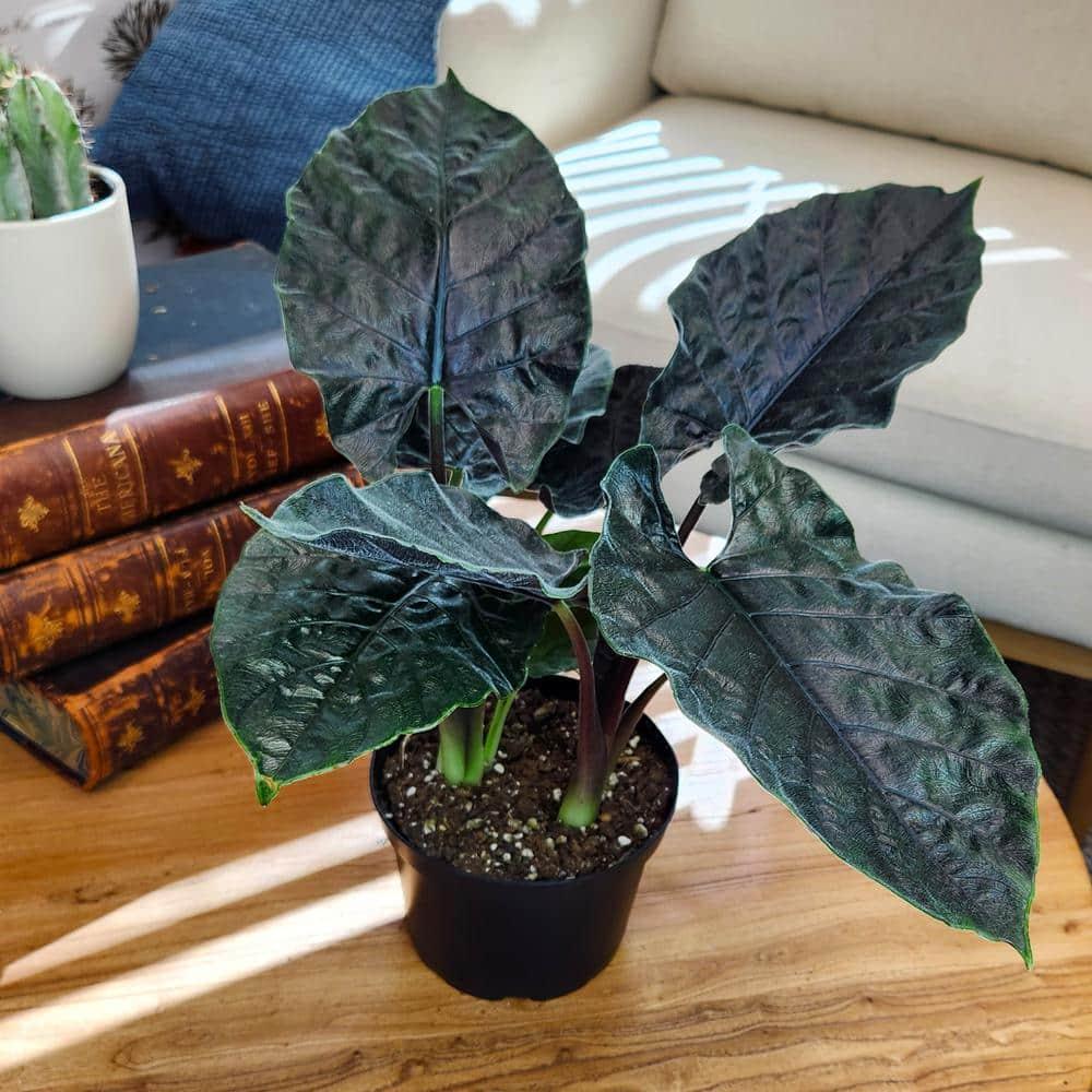 Alocasia de Terciopelo Antoro, Planta de Interior Poco Común 6 Pulgadas. Maceta de Cultivo; Sol Indirecto Element por Plantas Altman