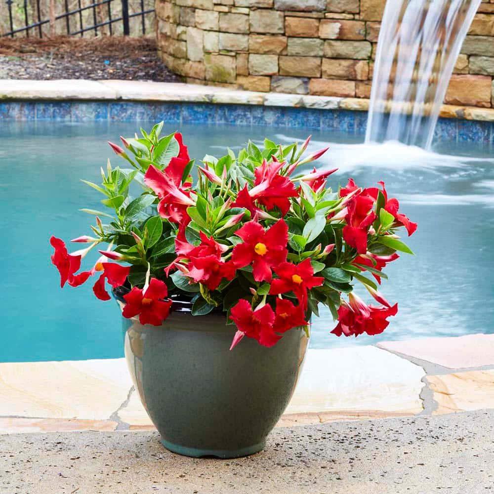 Southern Patio® Pot Planter