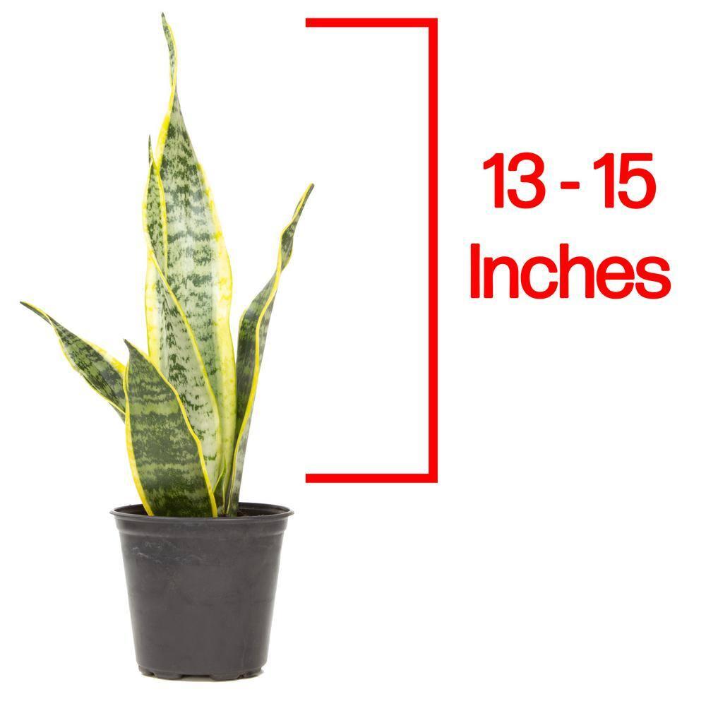 Striped and Variegated Live Snake Plant (Sansevieria Laurentii) Air Purifying Houseplant in 4.25 in. Grower Pot