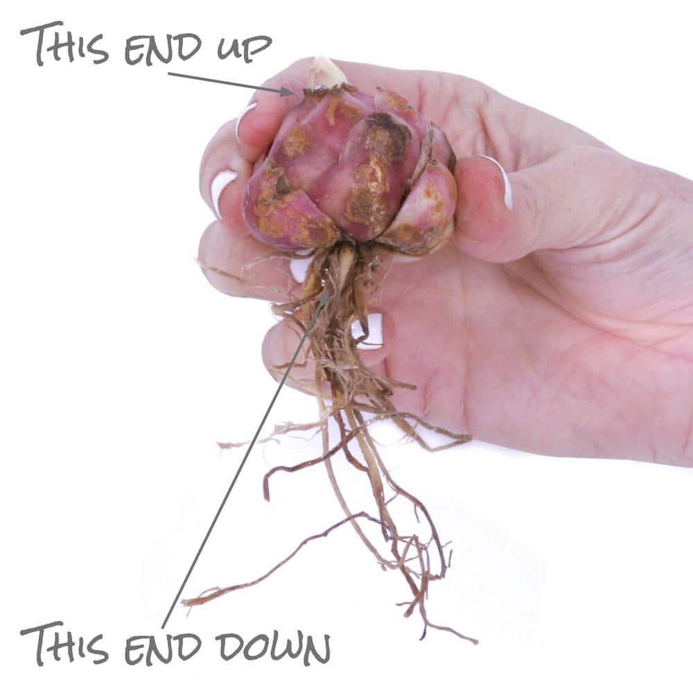 Van Zyverden Lilies Mammoth Tall Lilies Empoli Set of 7 Bulbs Multicolor Partial Sun Perennial Fragrant 2 lbs