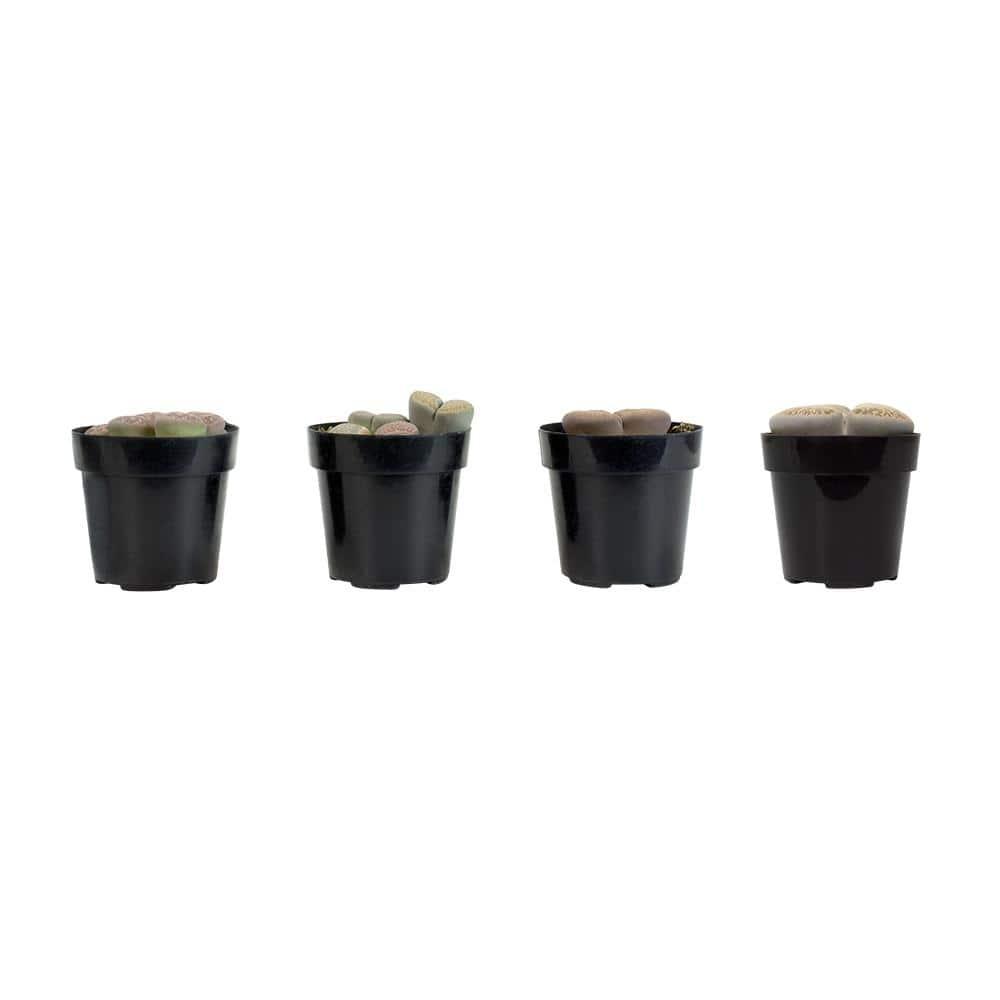 Altman Specialty Plants Live Succulent Plant in Nursery Pot