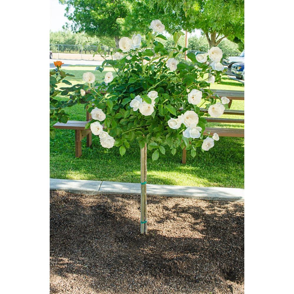 Gurney's 24" Iceberg Dormant Bare Root Tree Live Plants