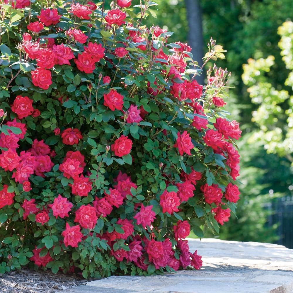'The Red Double Knock Out® Rose' Live Shrub (1 gallon)