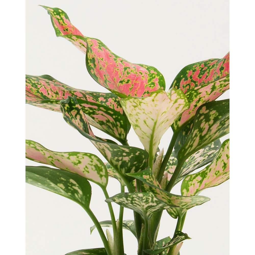6 in. Aglaonema Red Wishes Plant