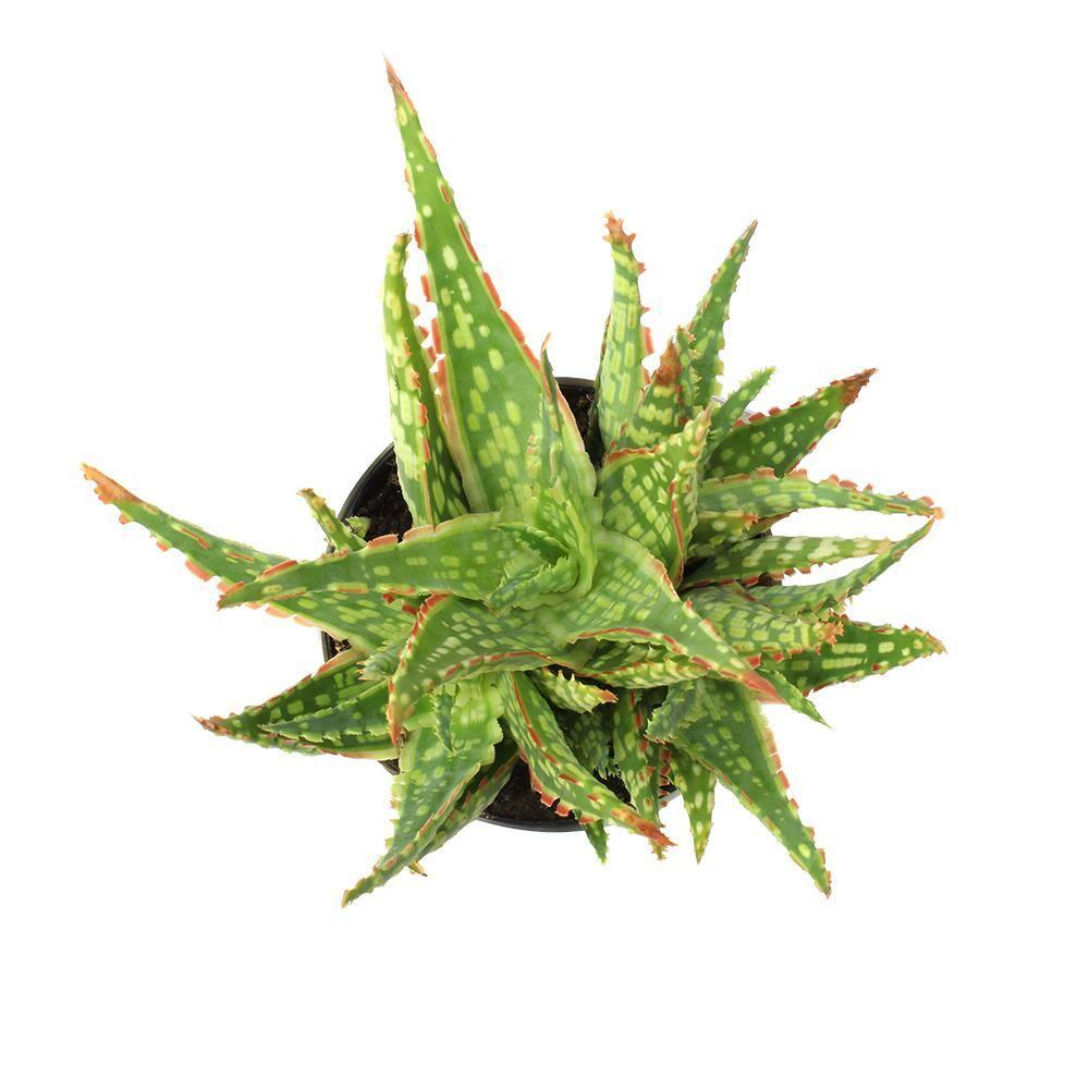 Altman Plants Colorful Star Aloe | Unique Houseplant Gift | 3.5 in Pot | Easy Plant Care | Full Sun