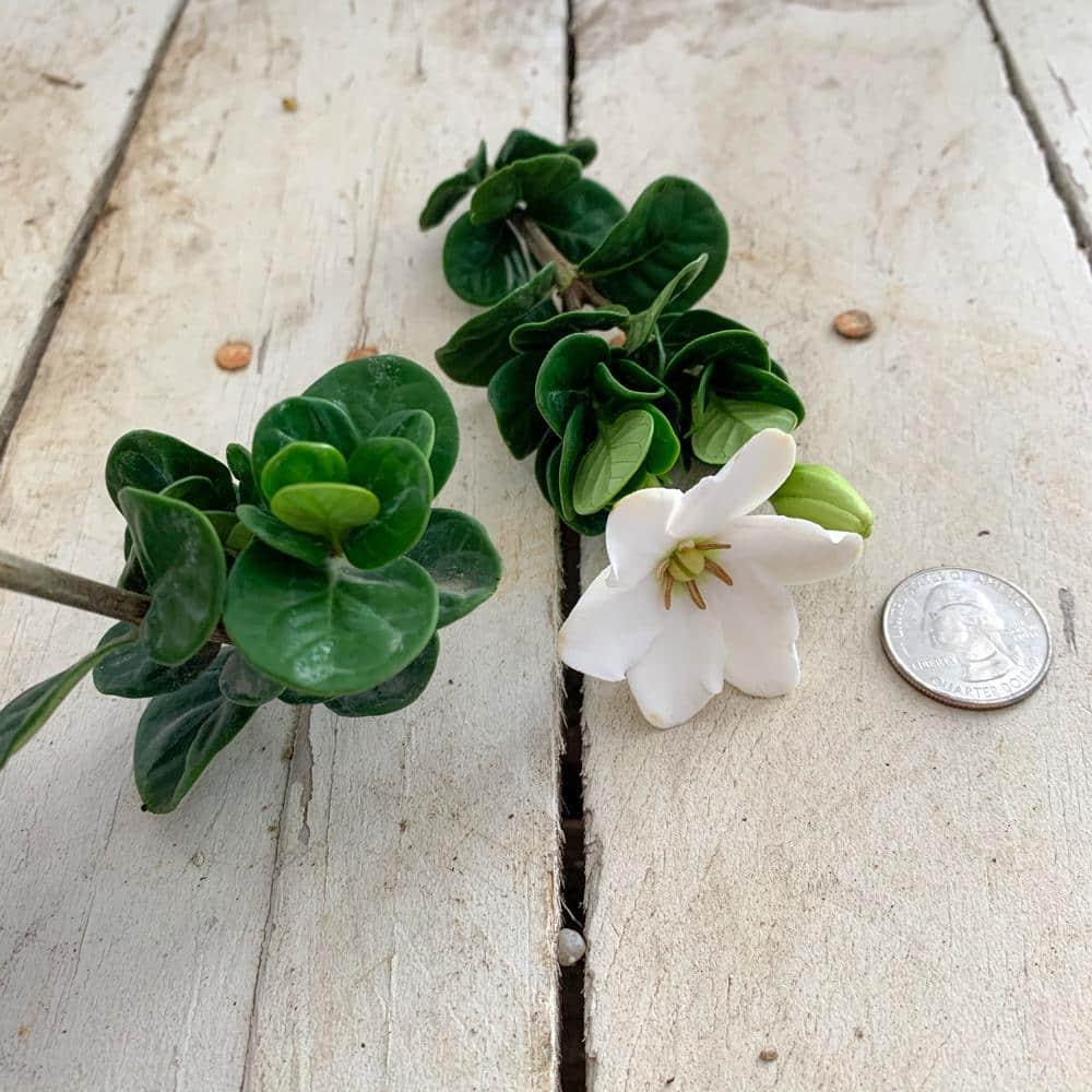 Southern Living Gardenia Diamond Spire Live Shrub in 2-Gallon Grower Pot
