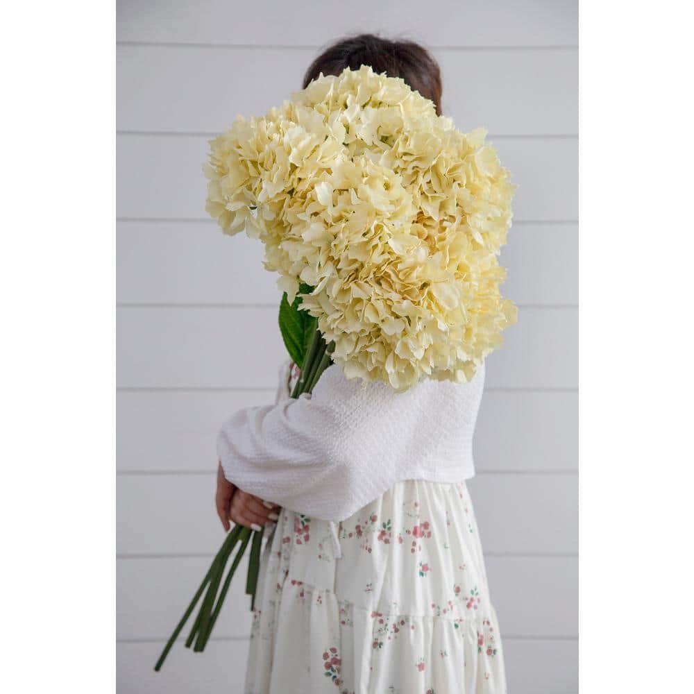 34" Almost-Real Hydrangea with Leaves - Set of 12 - Cream (Set of 12)