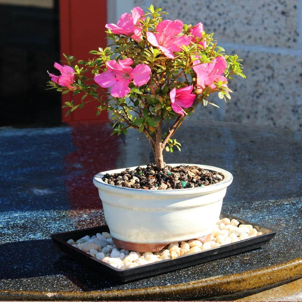 BINLIS Brussel's Satsuki Azalea Azalea Bonsai Live Tree