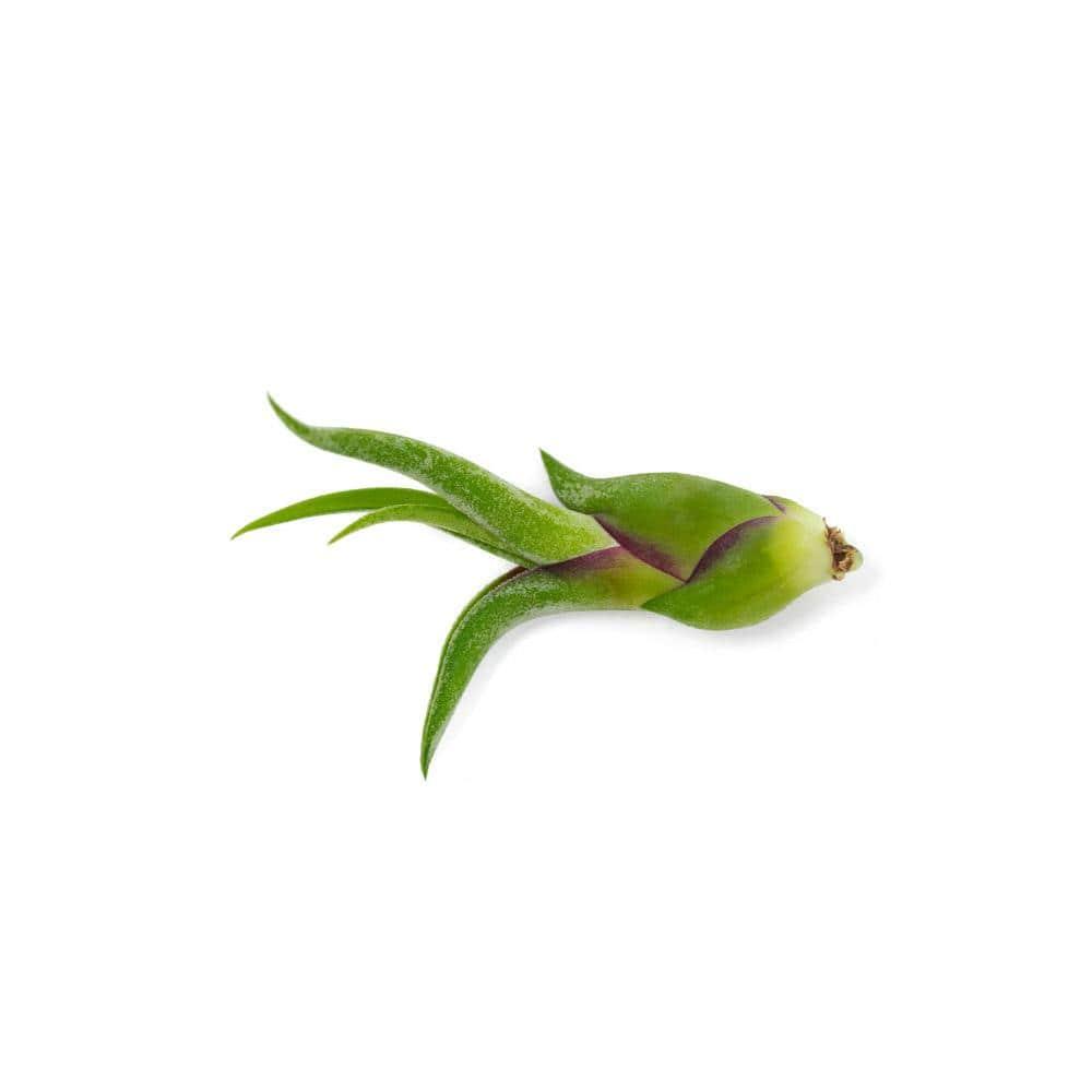 Altman Plants 4" Tillandsia Live Air Plants (12 Pack)