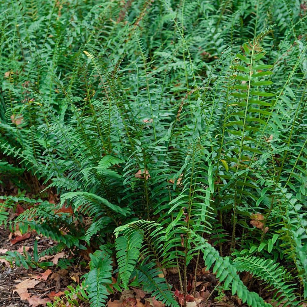 Christmas Fern Dormant Bare Root Perennial Roots (5-Pack)