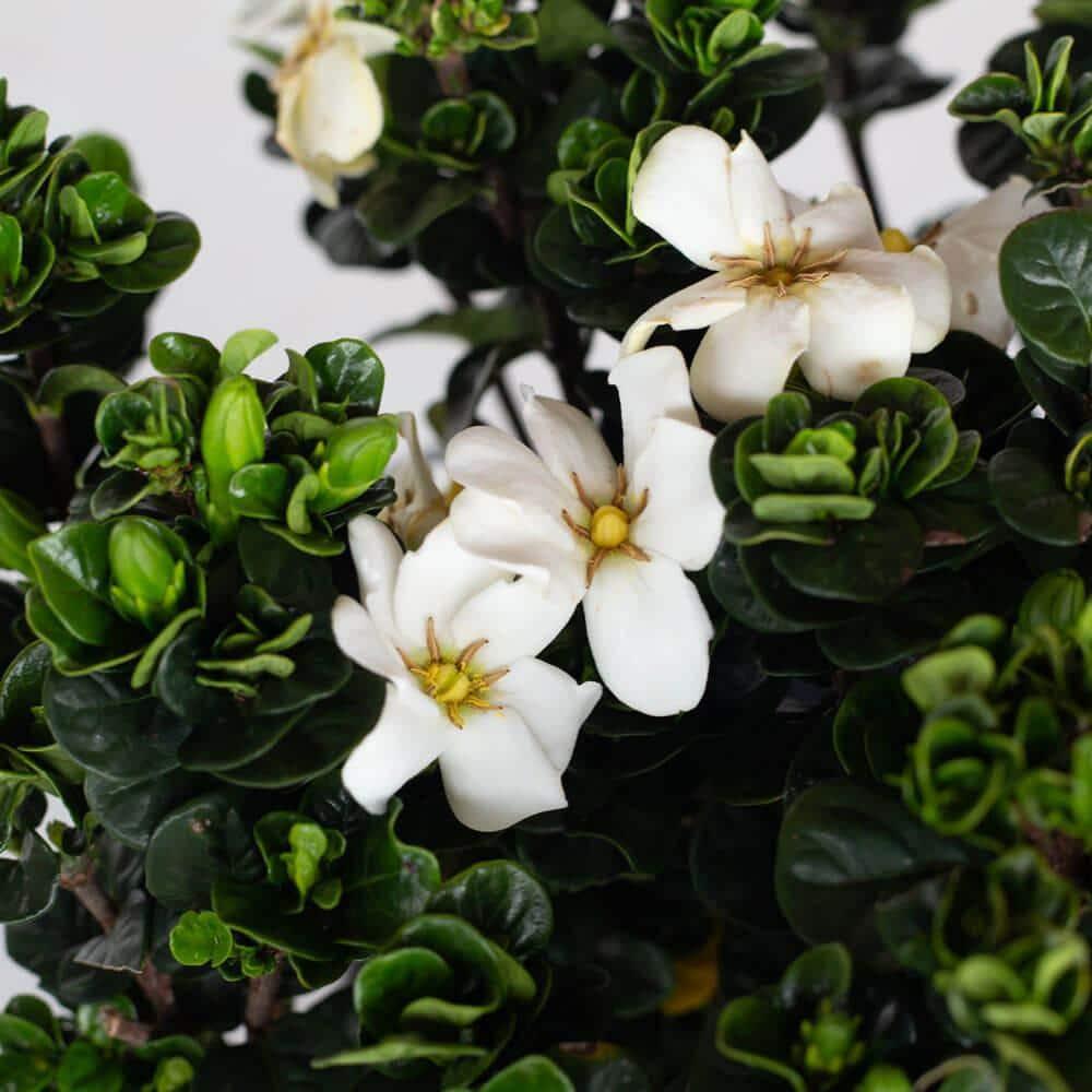Southern Living Gardenia Diamond Spire Live Shrub in 2-Gallon Grower Pot