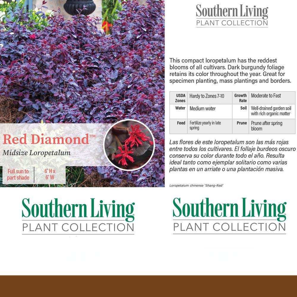 Southern Living Red Diamond Loropetalum Live Shrub in 2-Gallon Grower Pot