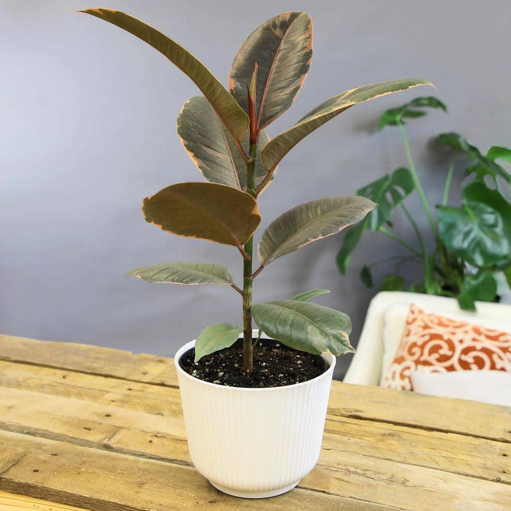 Variegated Ficus Ruby Rubber Tree Plant | 6in Decor Pot; Indirect Light | Element by Altman Plants