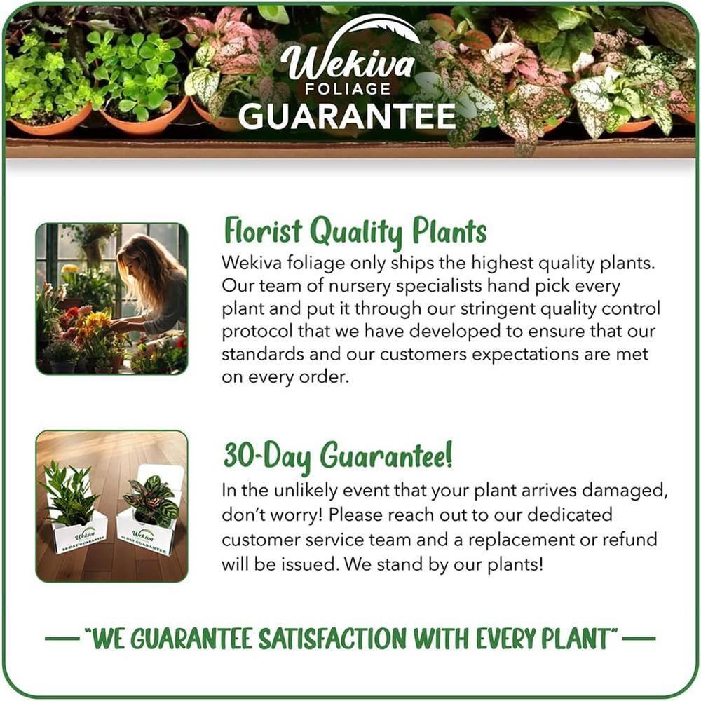 Large Calathea Ctenanthe Pilosa in Brown Plastic Grower Pot