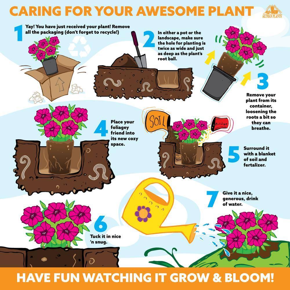 Altman Plants 1QT Assorted Daylily Live Plants (4 Pack) with Grower Pots