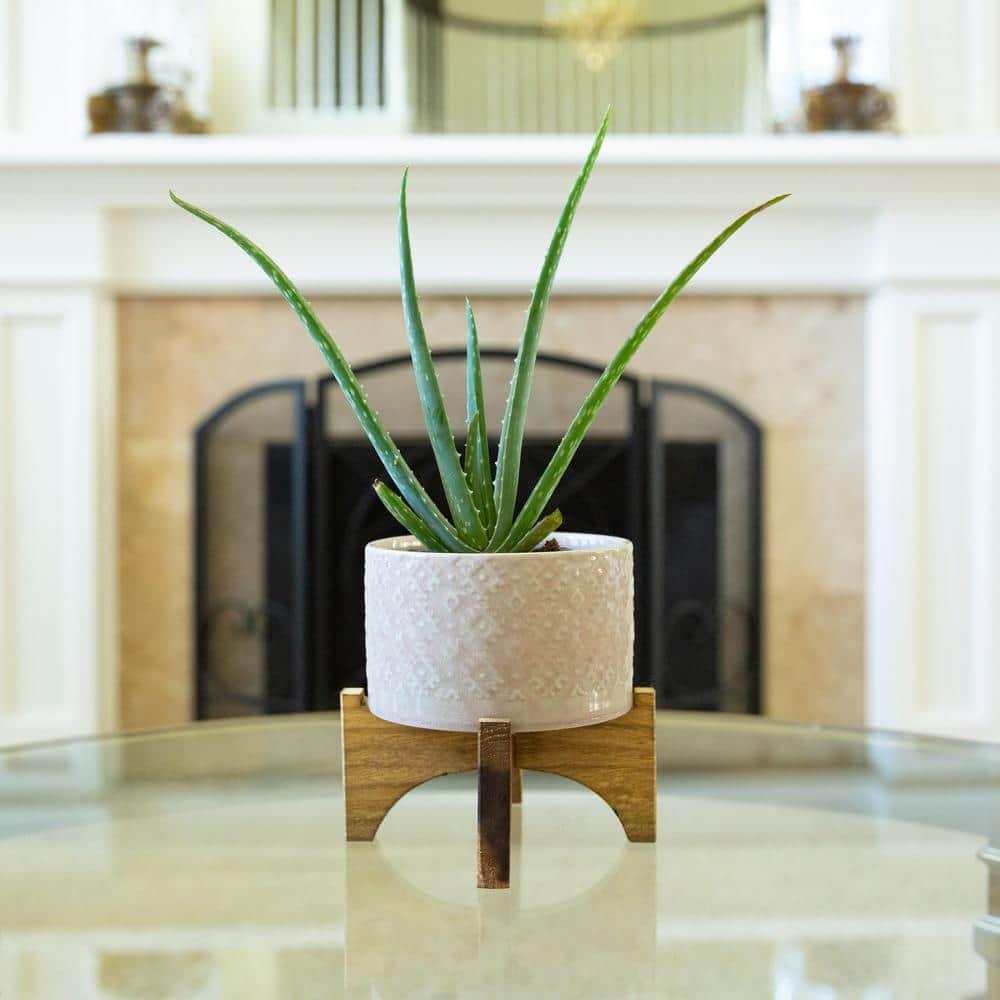 Flora Bunda Mid Century 5 inch India Ceramic Planter on Wood Stand,Glass Pink