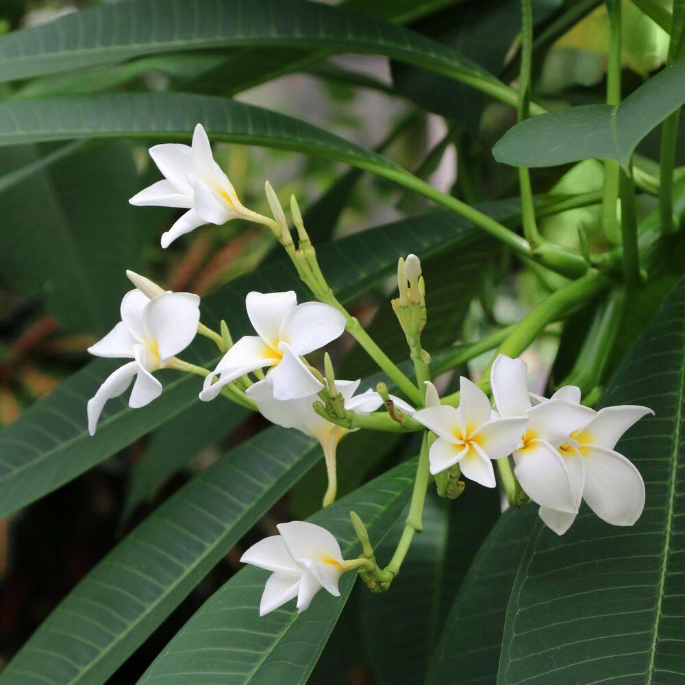 Hawaiian White Plumeria Plant Cutting ~ Grow Hawaii