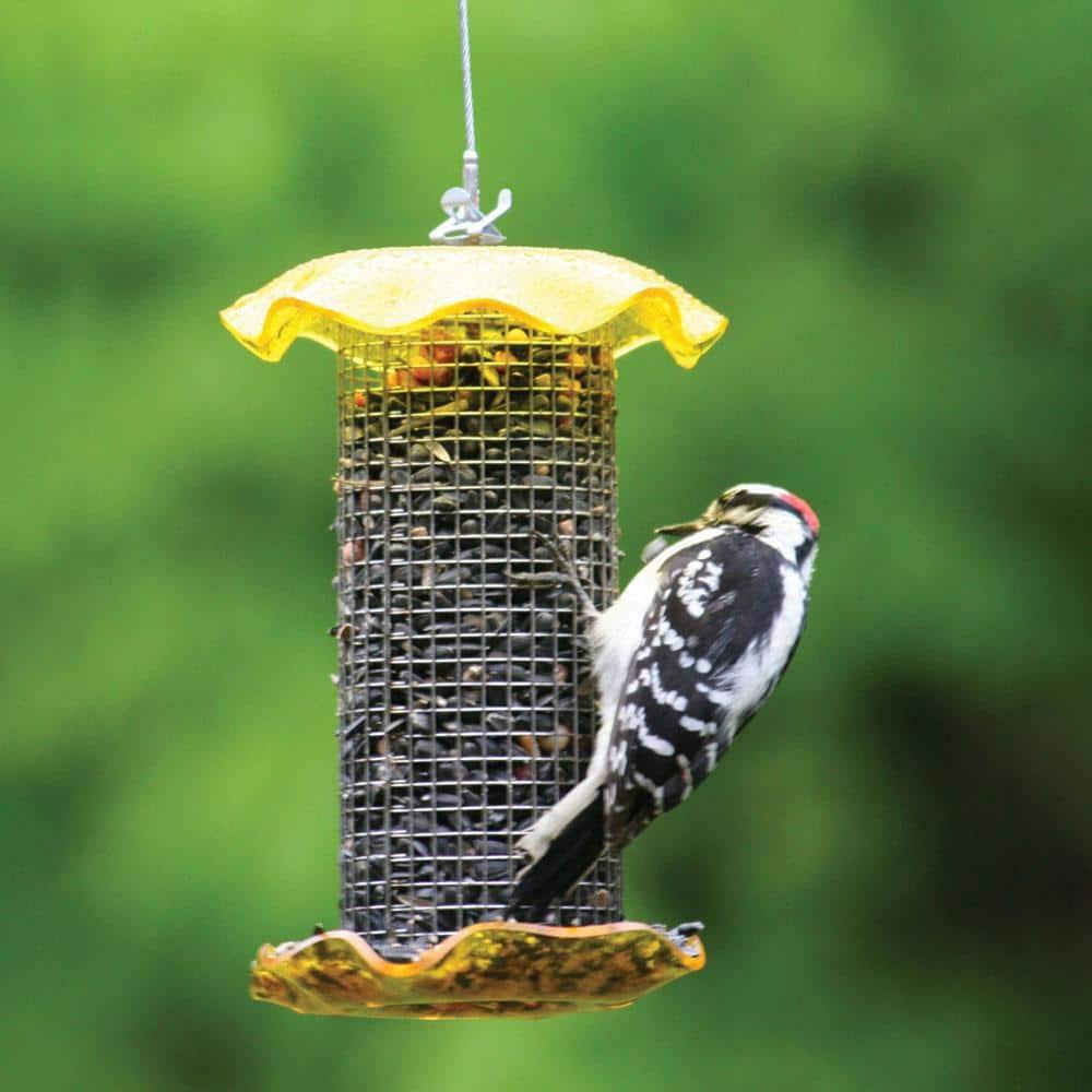 Birds Choice Small Sunflower Seed Forever Feeder with Stainless Steel Screen