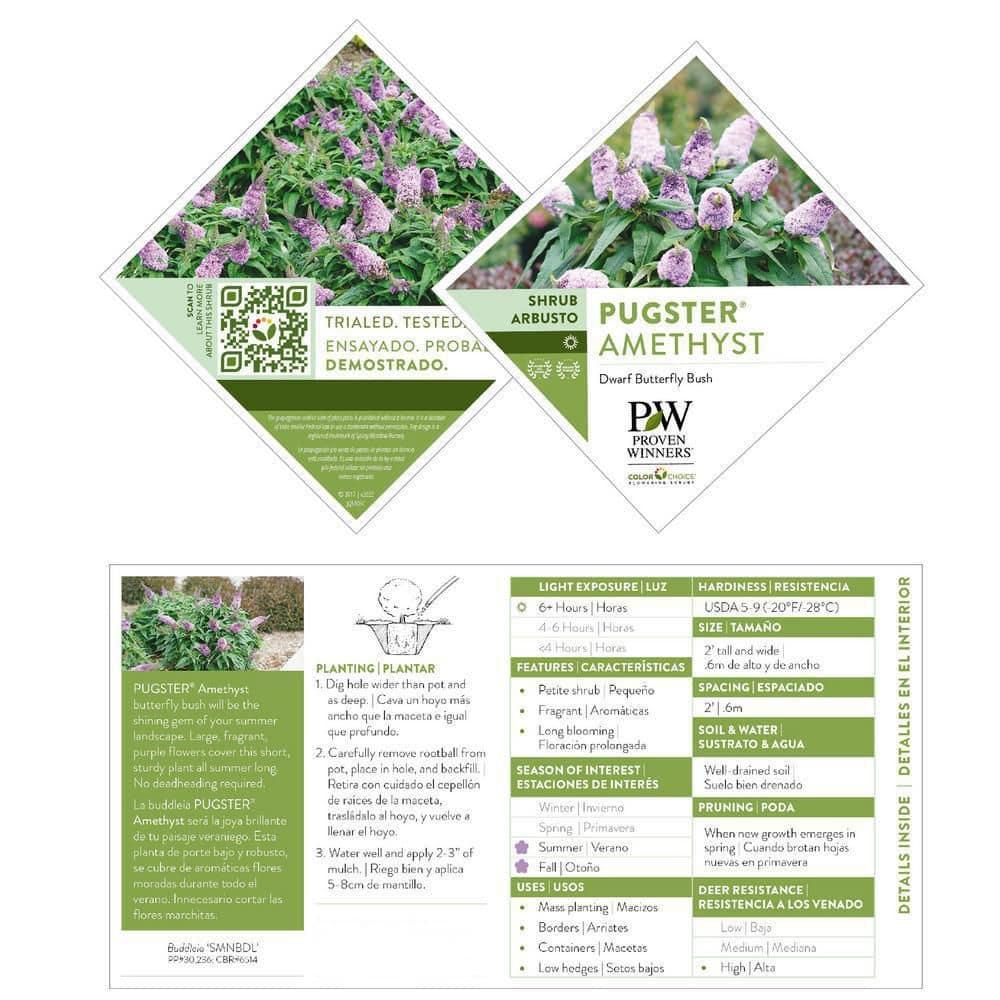 Proven Winner Pugster Amethyst 2 Gal. Buddleia, Purple Blooms