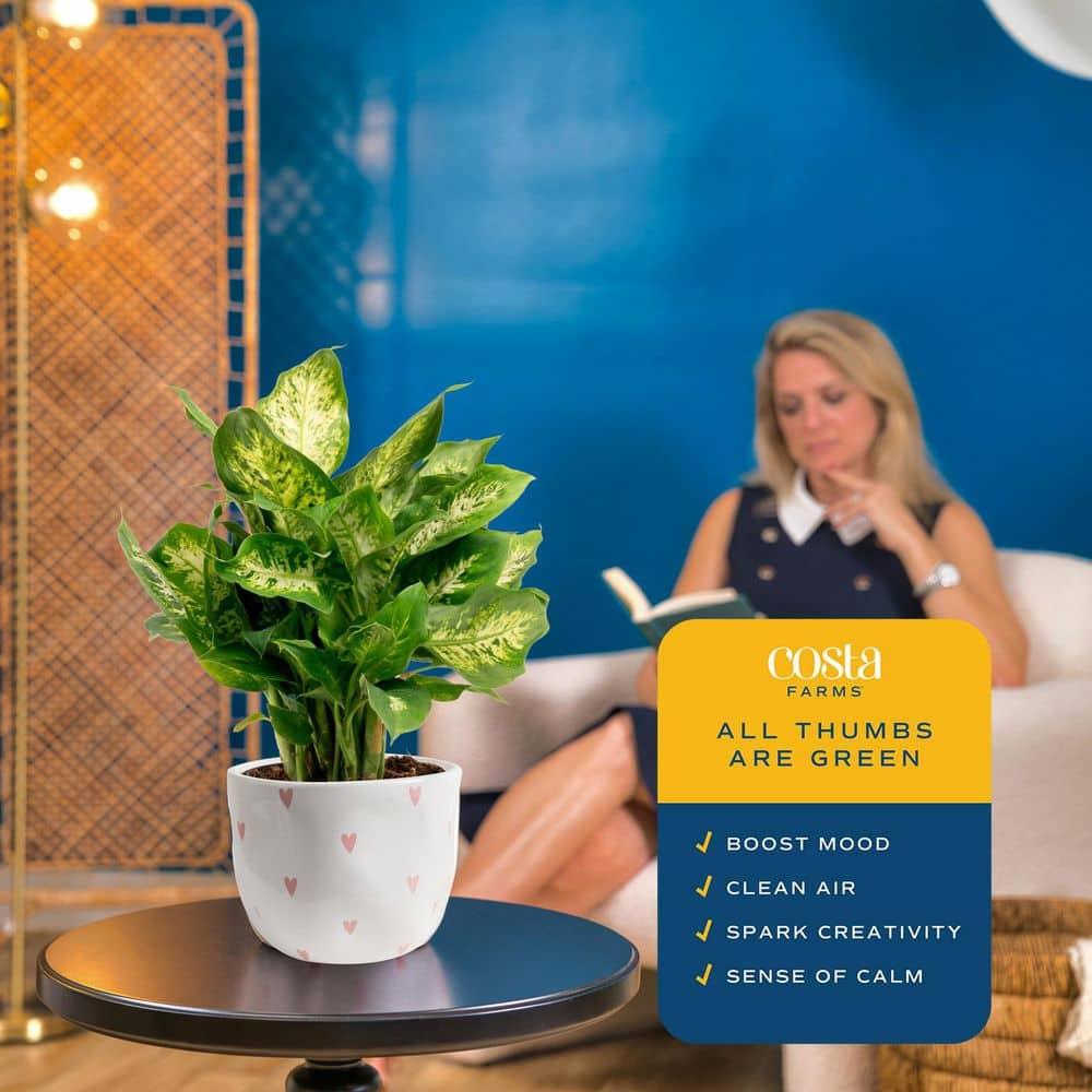 Costa Farms 12" Tall Dieffenbachia, Bright Indirect Sunlight, Indoor Live House Plants, Grow Pot