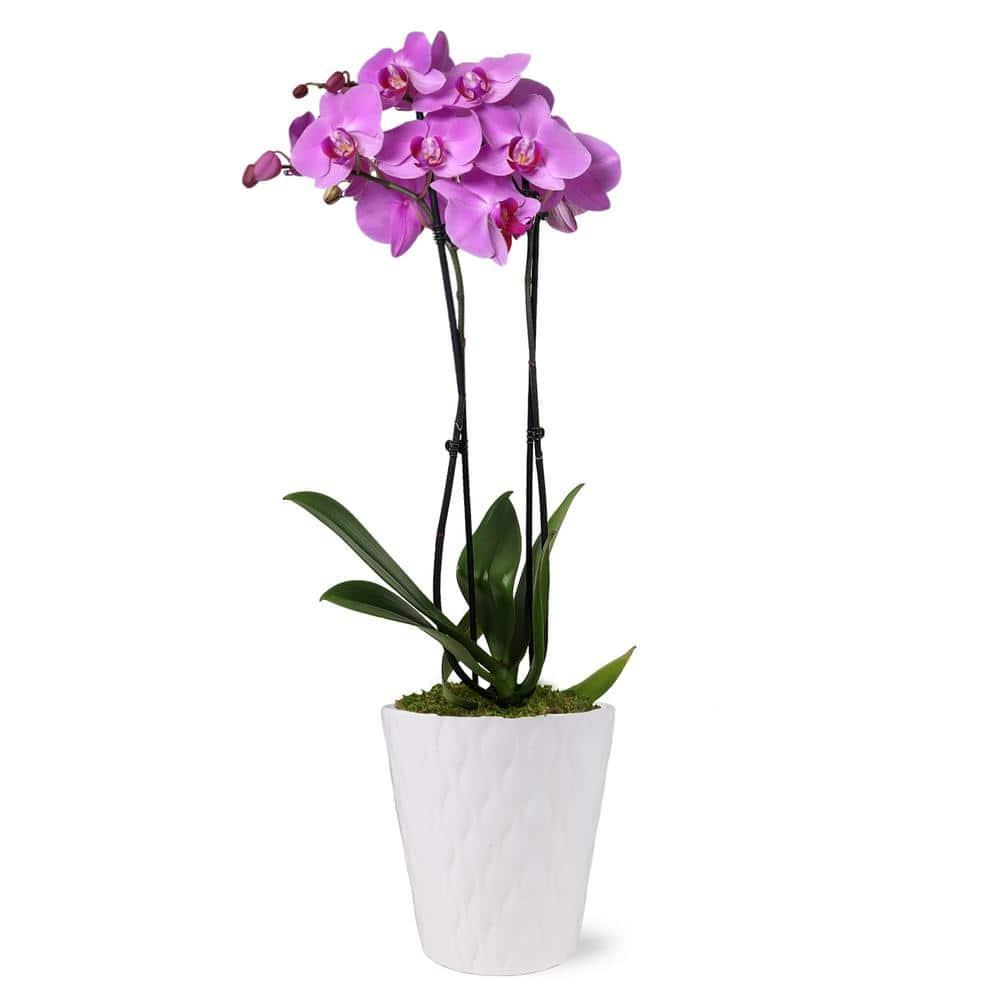 Just Add Ice 16-30" Pink Premium Orchid Live Plant in 5" White Ceramic Pot, House Plant