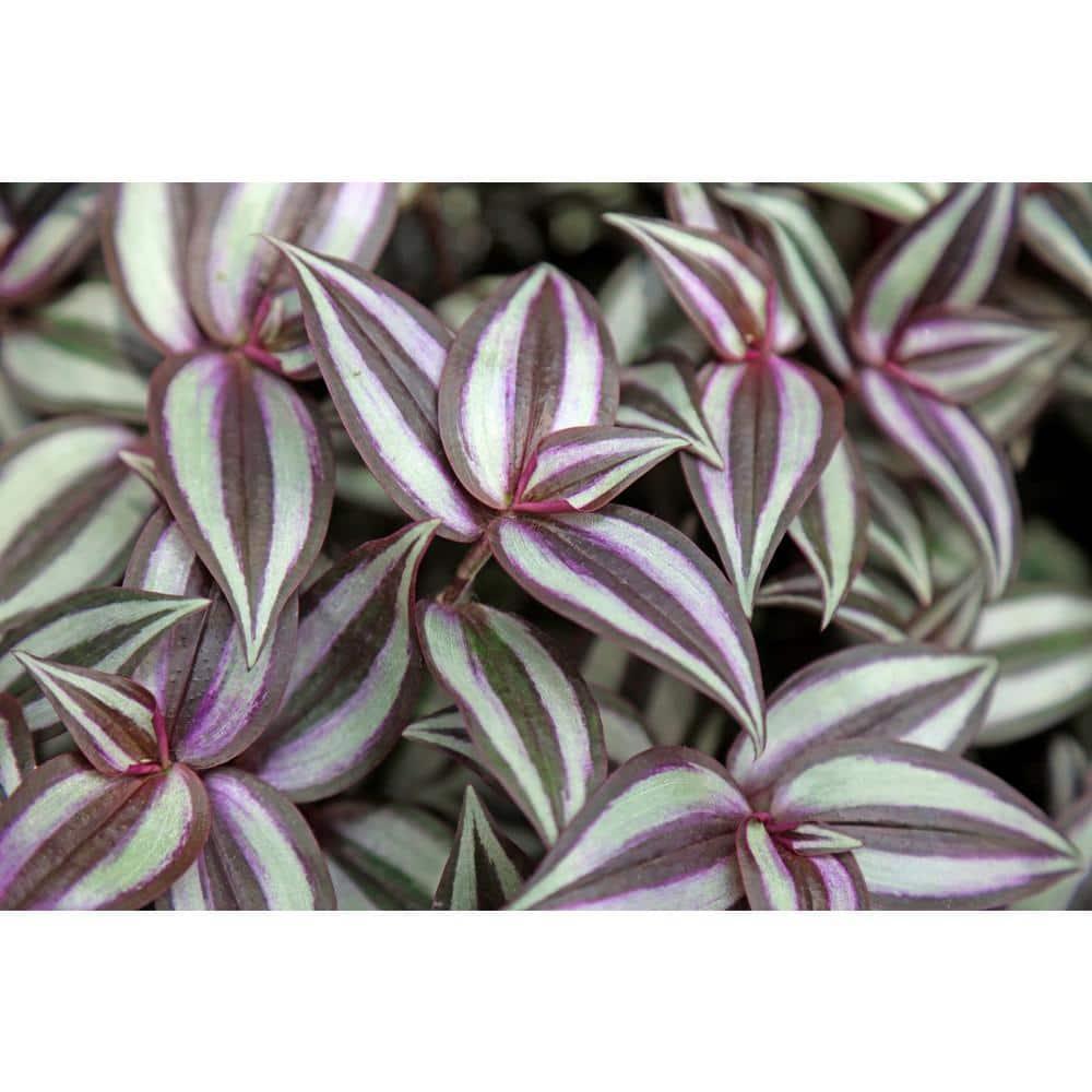 Wandering Jew Plant Hanging Basket - Live Plant in a 4 Inch Hanging Pot - Tradescantia - Beautiful Clean Air Indoor Outdoor Vine