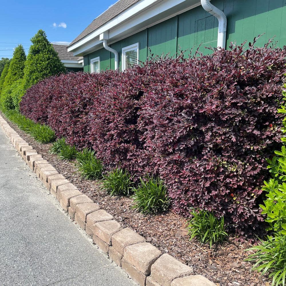 Southern Living Red Diamond Loropetalum Live Shrub in 2-Gallon Grower Pot