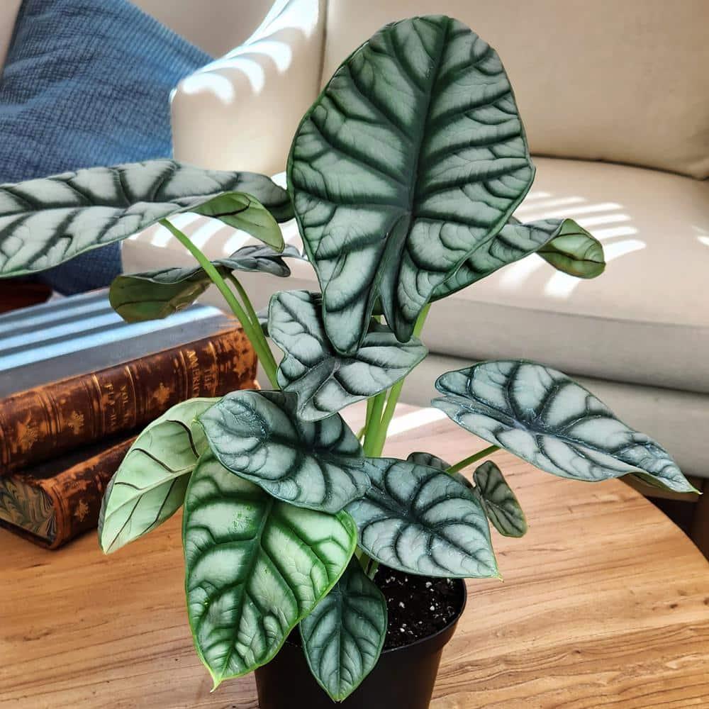 Silver Dragon Alocasia, Unique Houseplant | 6in. Grow Pot; Filtered Light | Element by Altman Plants